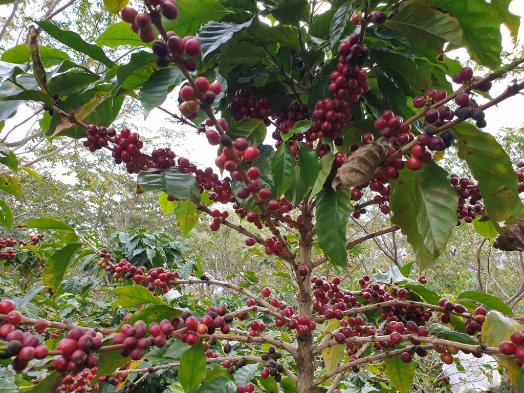 Was bedeutet Nachhaltigkeit beim Kaffee?