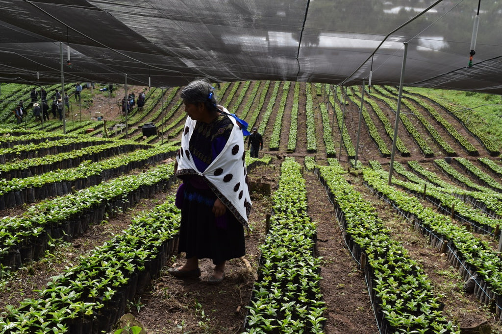 Bio Kaffee aus Chiapas in Mexiko