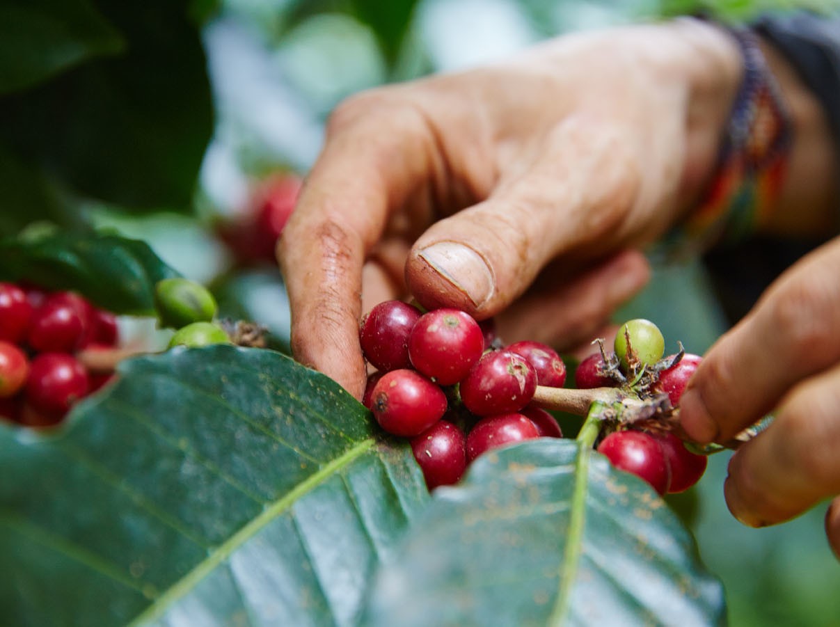 Specialty Coffee kaufen aus Kolumbien bei Süssmund