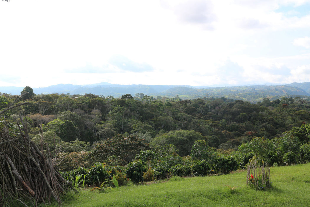 Bio Kaffeeanbau in Huila Kolumbien