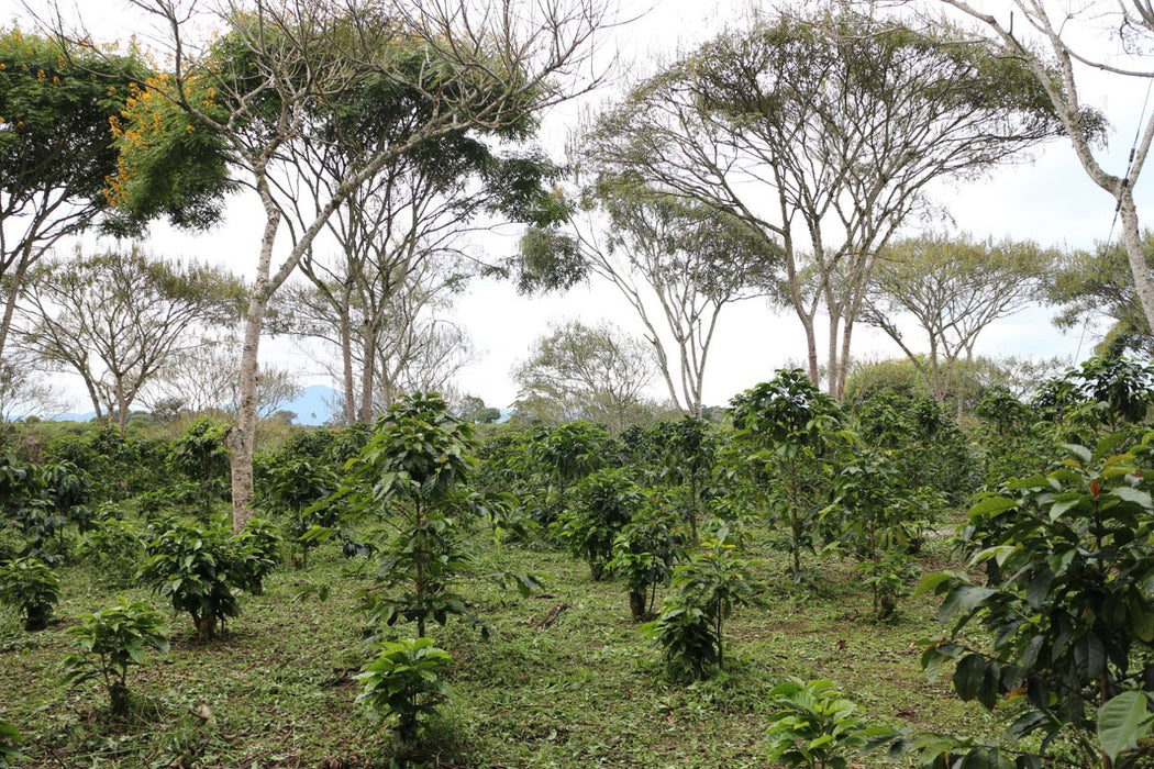 Bio Kaffeepflanzen der Asobombo Kooperative in Pitalito
