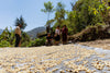 Gewaschener Bio Kaffee beim Trocknen in Guatemala