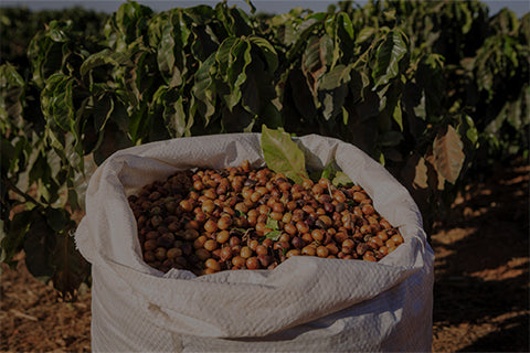 süssmund kaffee abo