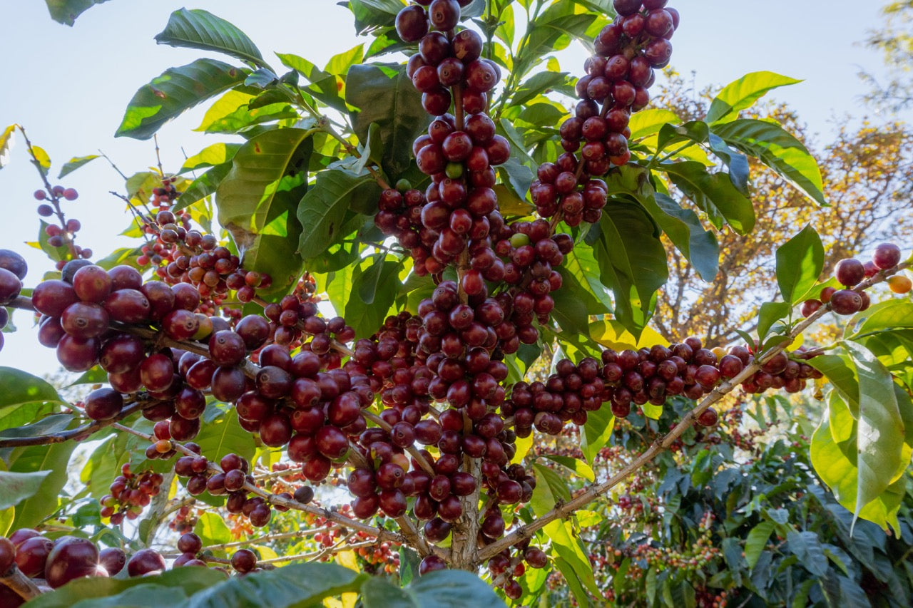 Koffeinfreien Bio Kaffee kaufen aus Bolivien
