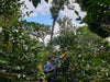 Allan Hartmann and Maragogipe Coffee Plants
