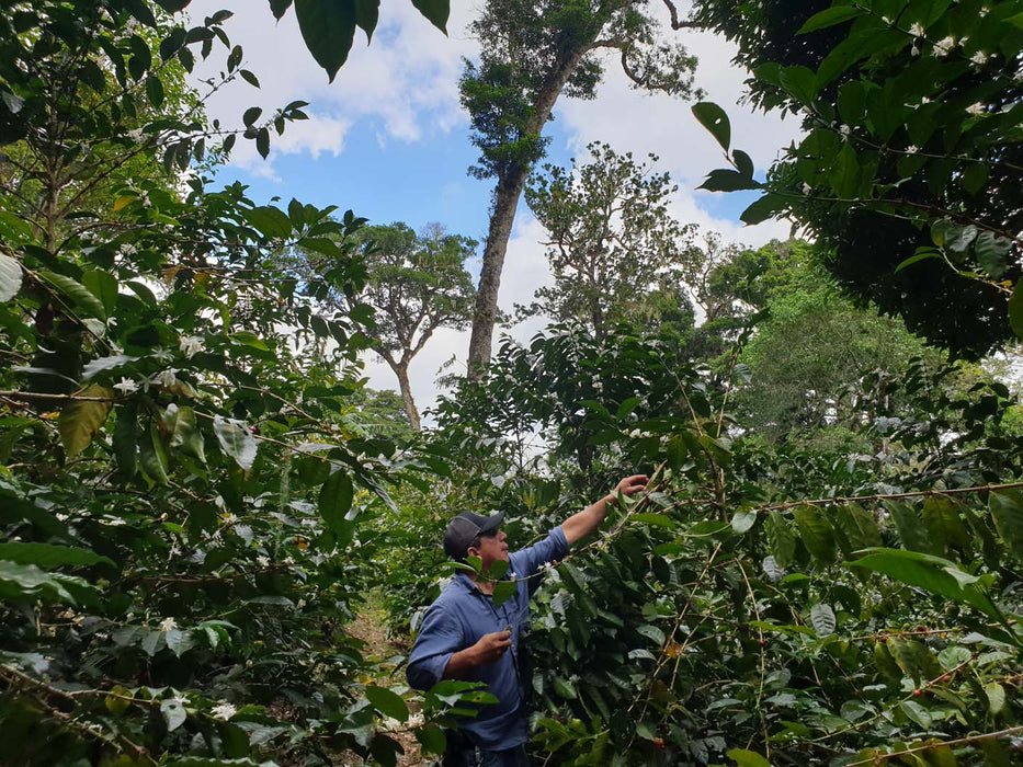 Allan Hartmann and Maragogipe Coffee Plants