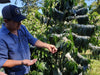 Allan Hartmann explaining Coffee Flowers
