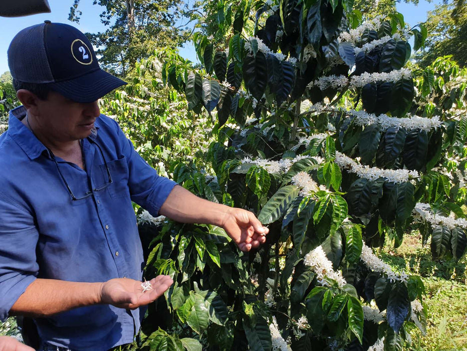 Allan Hartmann explaining Coffee Flowers
