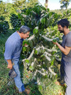 Allan and Nikolaus Hartmann smelling Maragogipe Coffee Flowers