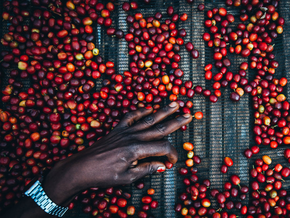 Reife Kaffeekirschen in Yirgacheffe