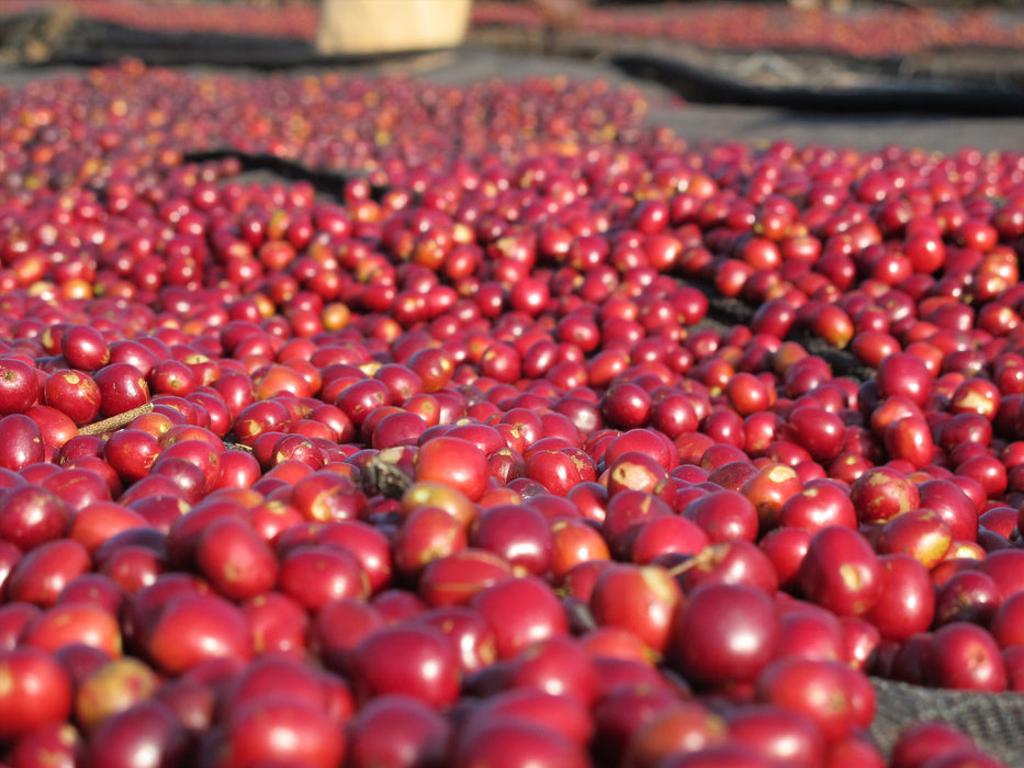 Reife Kaffeekirschen aus Äthiopien