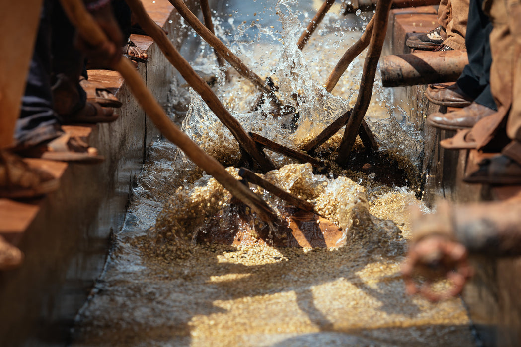 Washed processing Kaffee