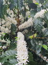 Blühende Kaffeepflanze in Kolumbien