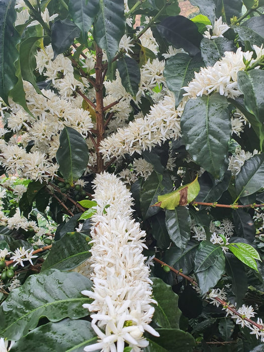 Blühende Kaffeepflanze in Kolumbien
