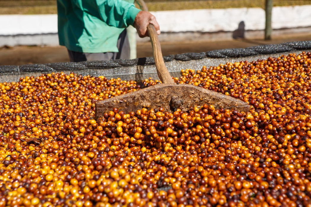 Trockene Aufbereitung der Kaffeekirschen als Natural