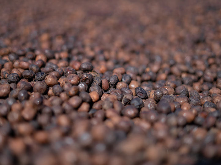 Ethiopie - Guji Anasora / Café filtre