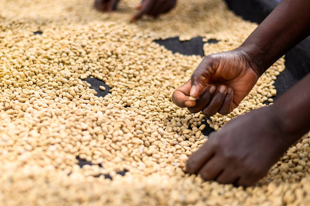 Kenia - Wamuguma AA  / Filterkaffee
