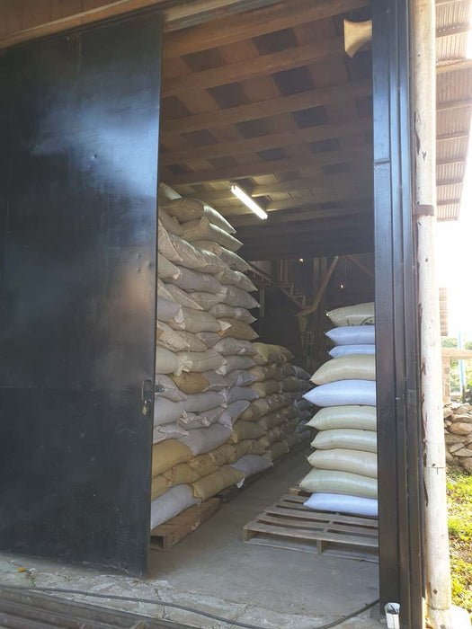 Coffee drying at Finca Hartmann