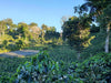 Coffee, Shadow Trees, African Beds at Finca Hartmann