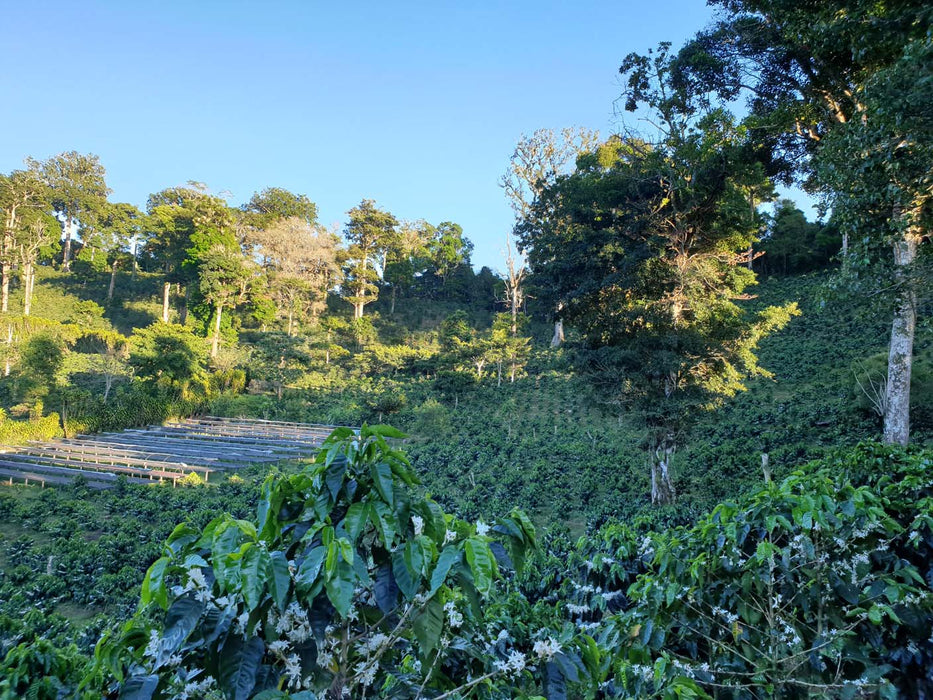 Coffee, Shadow Trees, African Beds at Finca Hartmann