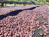 Maragogype natural processed coffee cherries