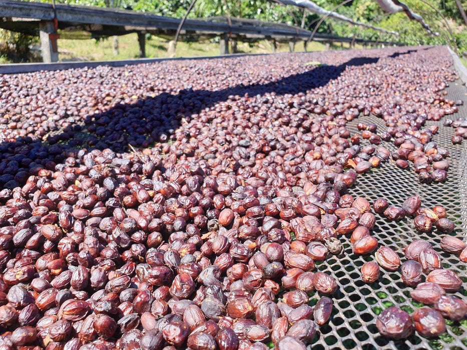 Maragogype natural processed coffee cherries