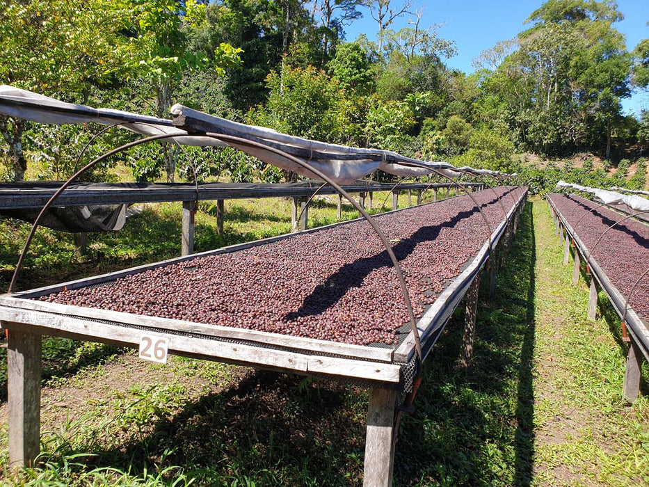 Maragogype Coffee drying at Finca Hartmann