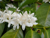 Maragogype Flower at Finca Hartmann