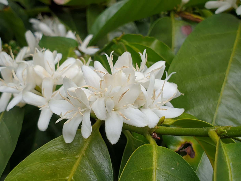 Maragogype Flower at Finca Hartmann