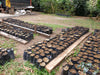 Coffee tree nursing at Finca Hartmann