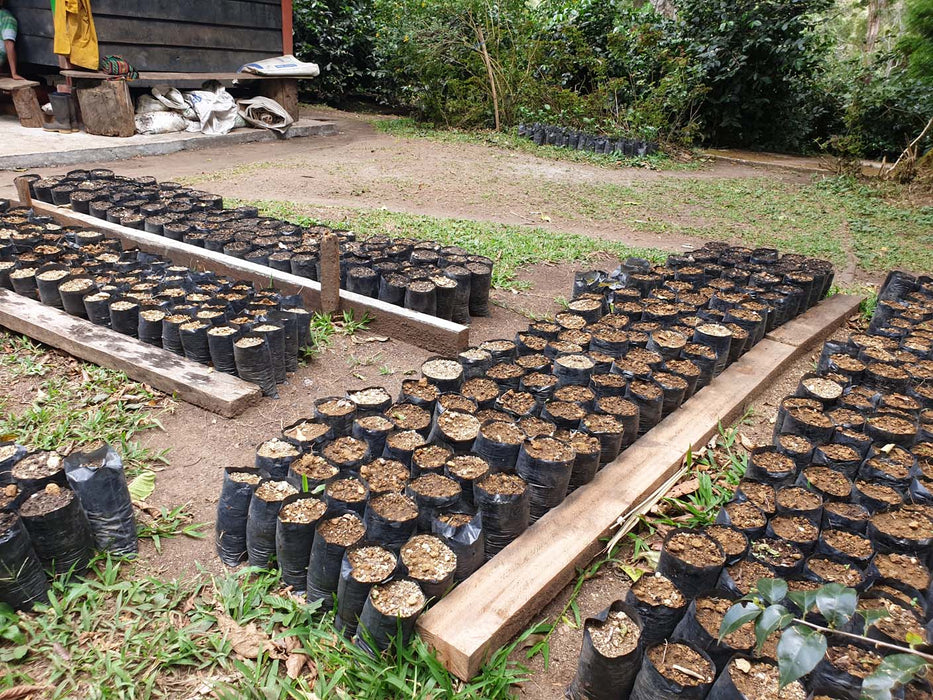 Coffee tree nursing at Finca Hartmann