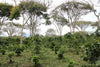 Bio Kaffeepflanzen der Asobombo Kooperative in Pitalito
