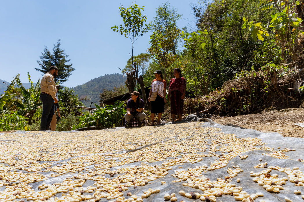 Gewaschener Bio Kaffee beim Trocknen in Guatemala