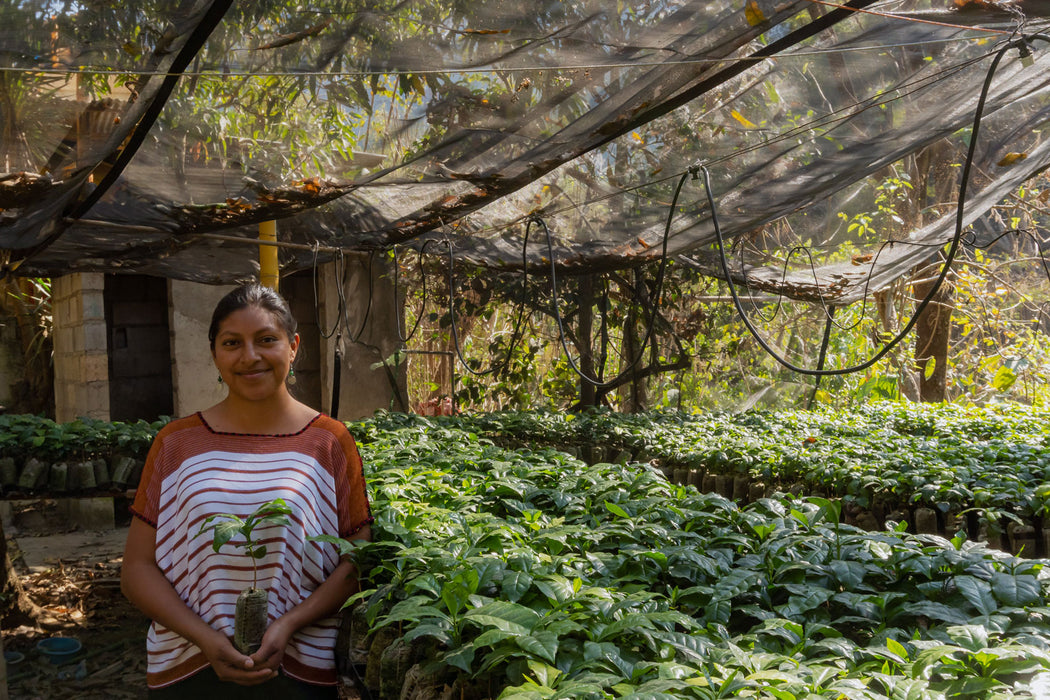 Produzentin mit kleinen Kaffeesetzlinge in Huehuetenango bei der Comal Kooperative
