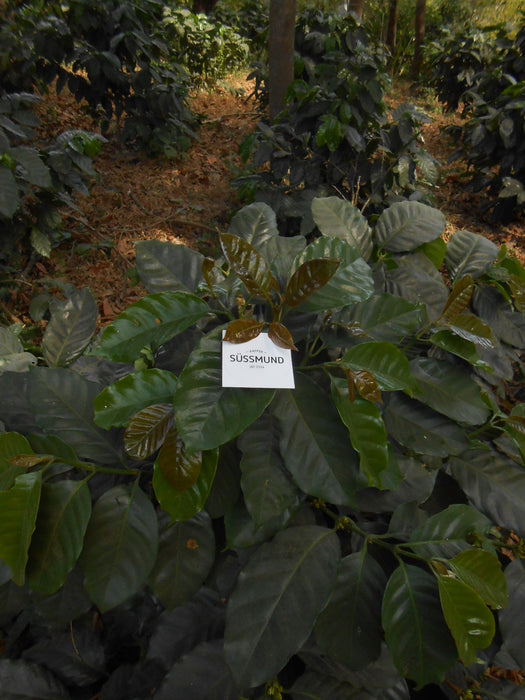 Kaffeepflanzen im Schatten in El Salvador