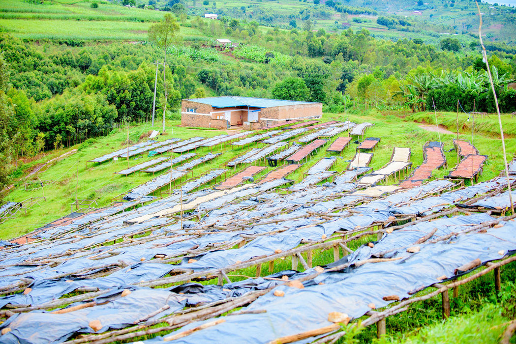 Trocknung des Kaffees in Ruanda