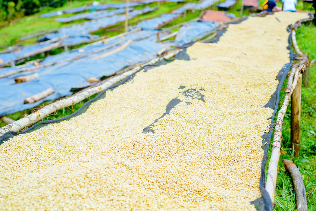 Kaffeeaufbereitung in Ruanda
