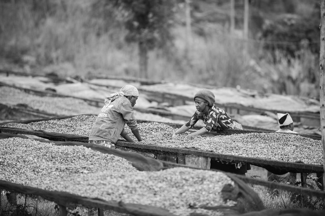 Frauen bei dem Trocknen der Kaffeebohnen in Ruanda