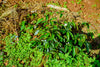 Bio Arabica Kaffeepflanze in Ruanda