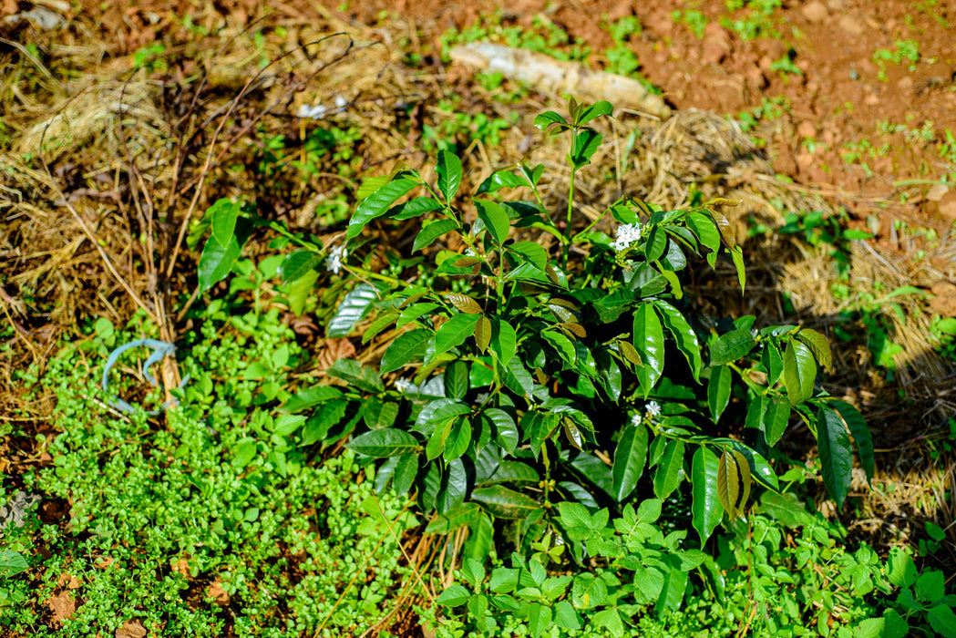 Bio Arabica Kaffeepflanze in Ruanda