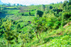 Mischkultur in Ruanda
