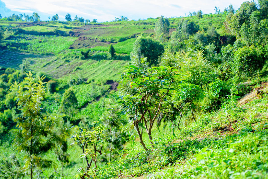 Mischkultur in Ruanda