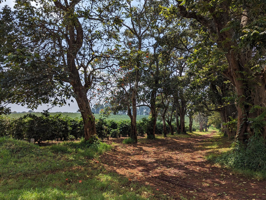 Arabica Kaffee Anbau Kenia