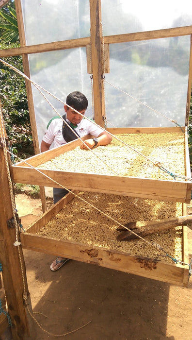 Kaffee Trocknung auf Hochbetten