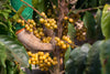 Gelber Catuai Arabica Kaffeevarietät Brasilien