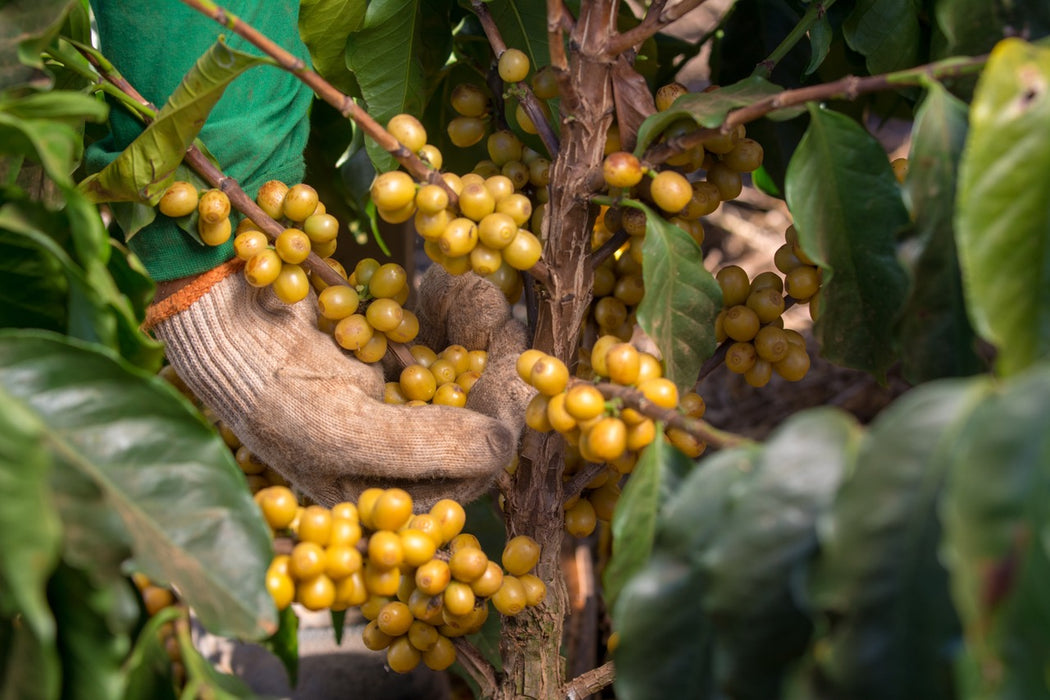 Gelber Catuai Arabica Kaffeevarietät Brasilien