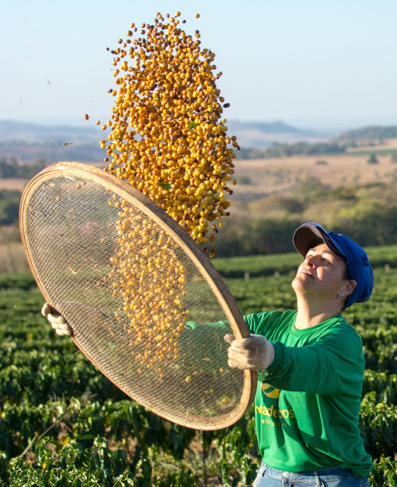 Kaffeekirschen Ernte in Brasilien