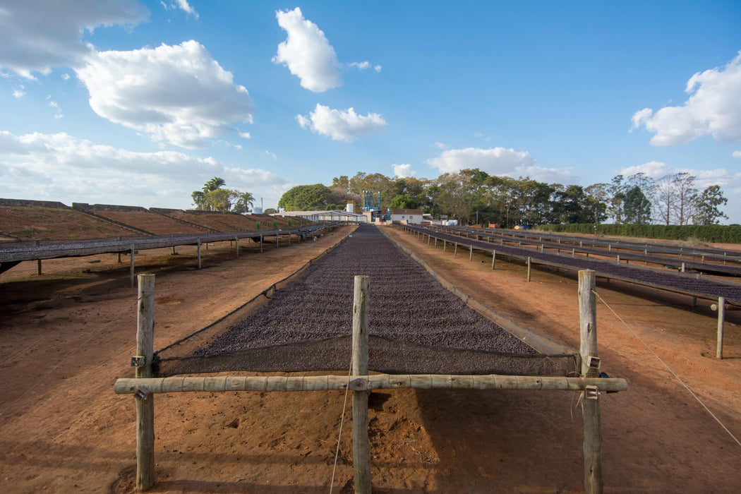 Trockene Aufbereitung von Kaffee in Brasilien