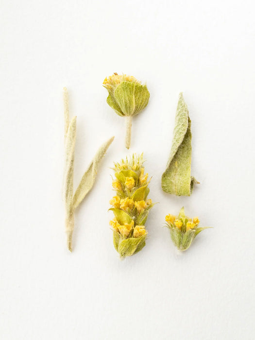 Thé Rooibos d'Afrique du Sud - Zederberg 