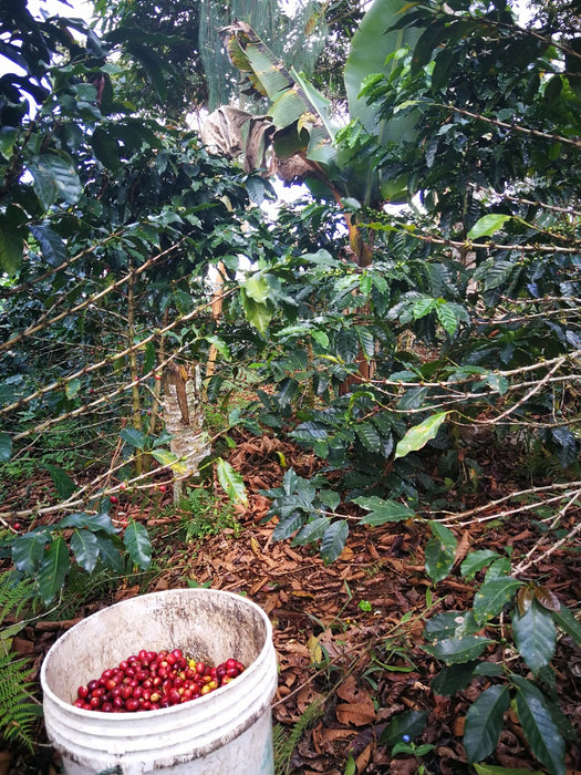 Bio Kaffee Ernte in Peru